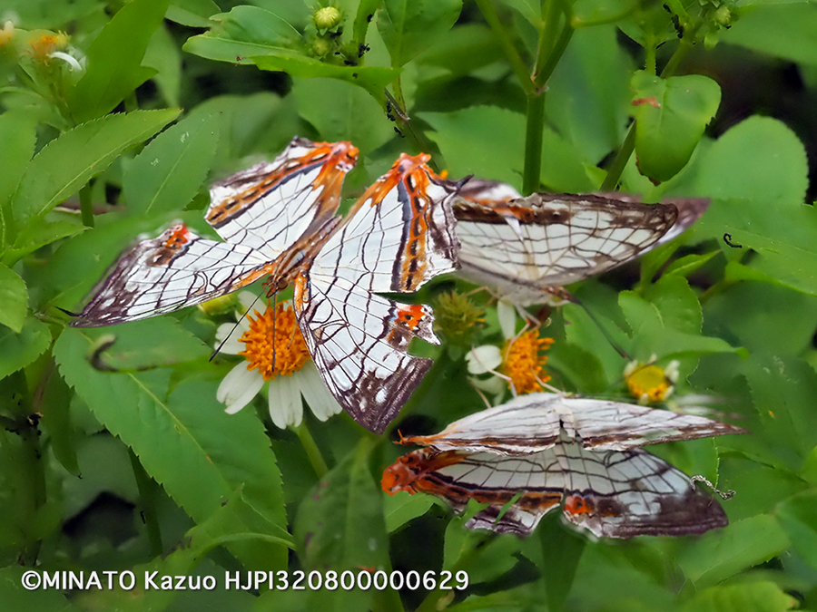 イシガケチョウ
