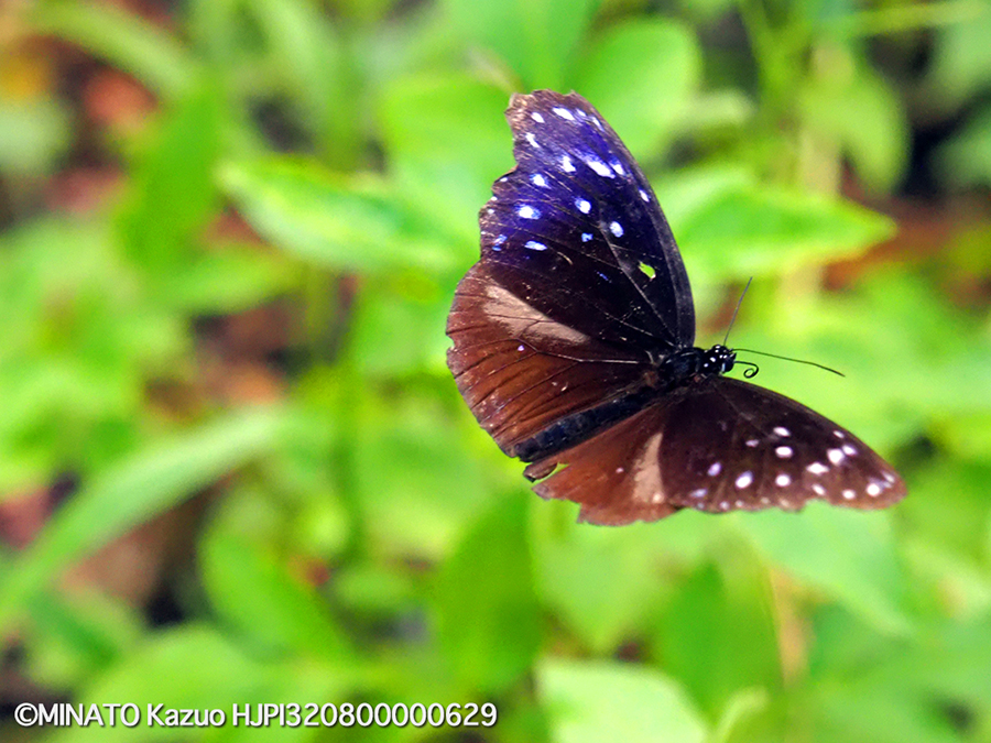 ツマムラサキマダラ雄