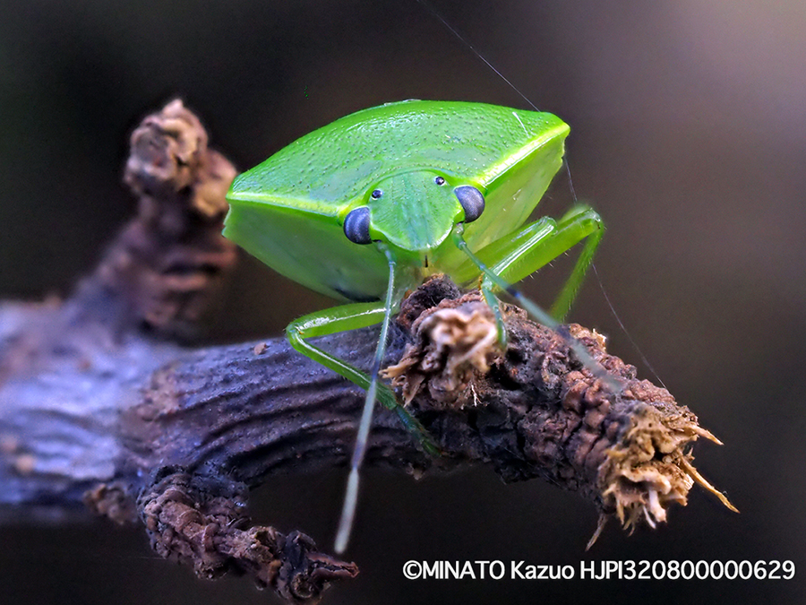 ツヤアオカメムシ