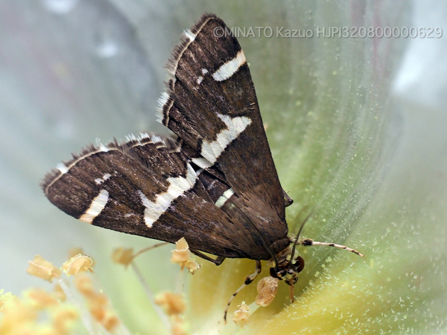 シロオビノメイガ