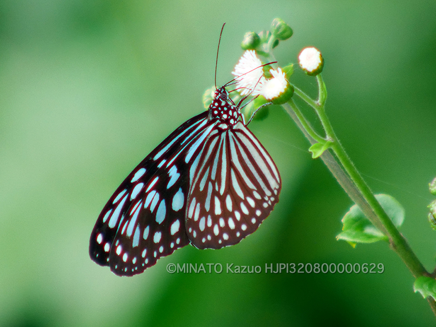 リュウキュウアサギマダラ