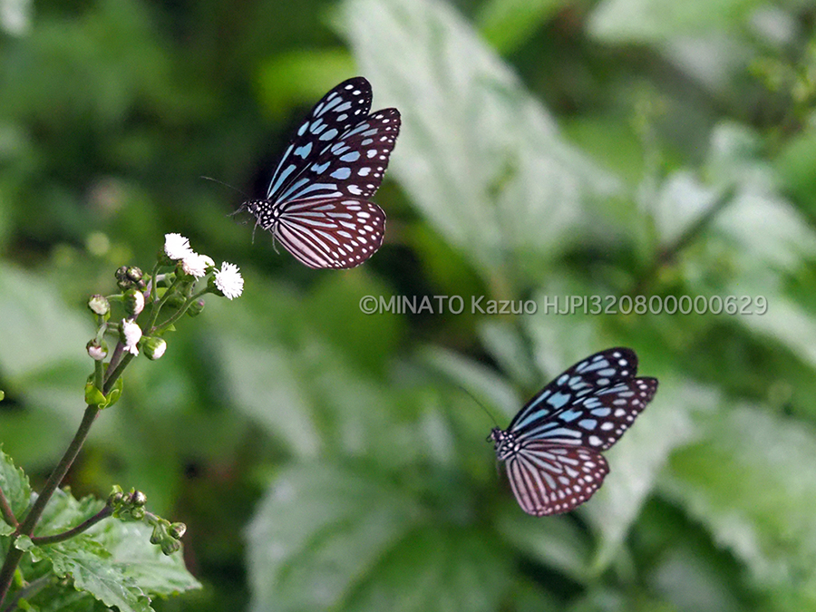 リュウキュウアサギマダラ