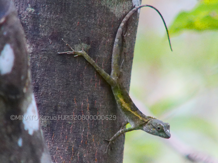 オキナワキノボリトカゲ雄