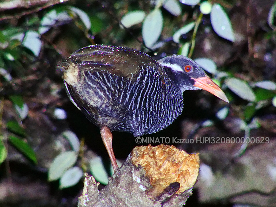 ヤンバルクイナ