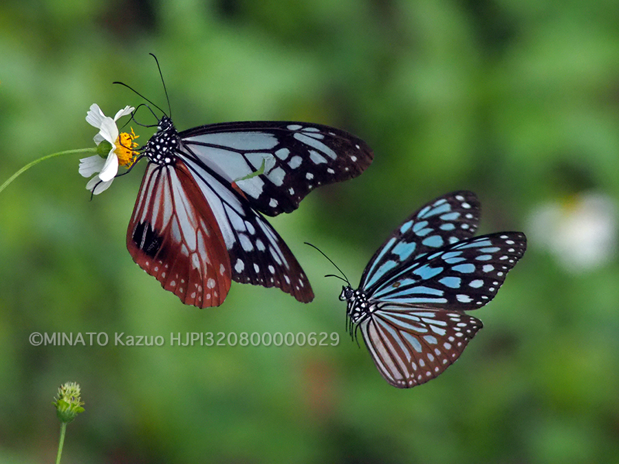 アサギマダラとリュウキュウアサギマダラ（右）