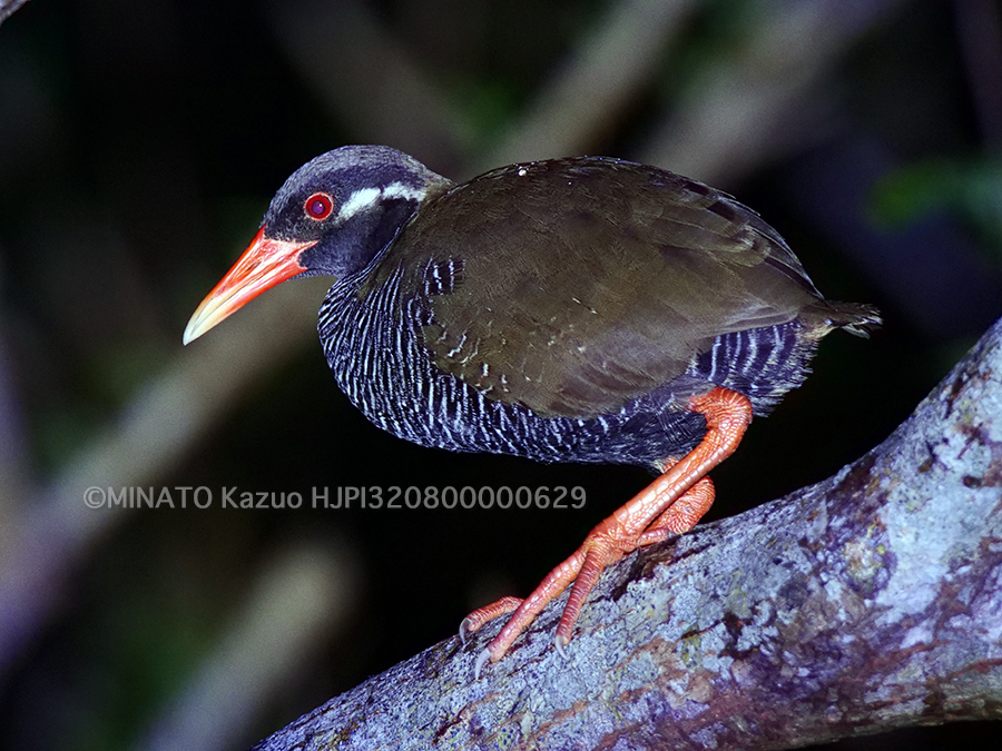 ヤンバルクイナ