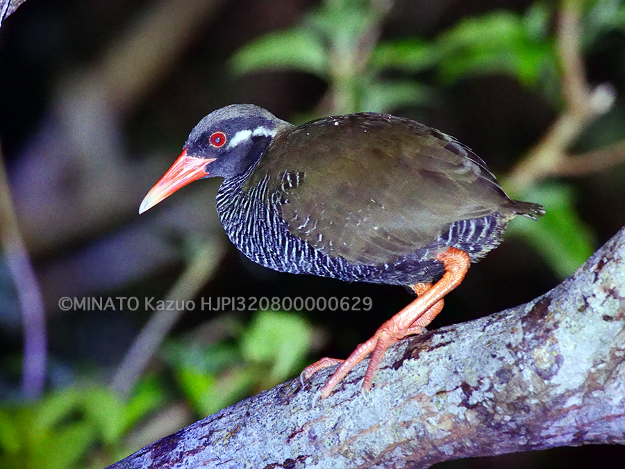 ヤンバルクイナ