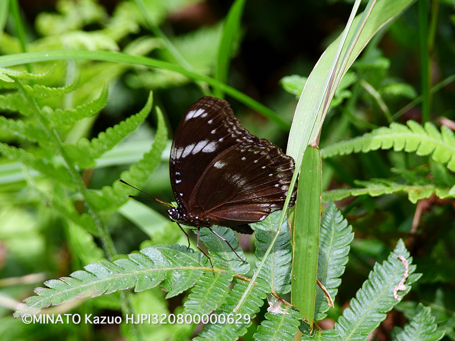 リュウキュウムラサキ