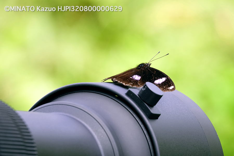 リュウキュウムラサキ