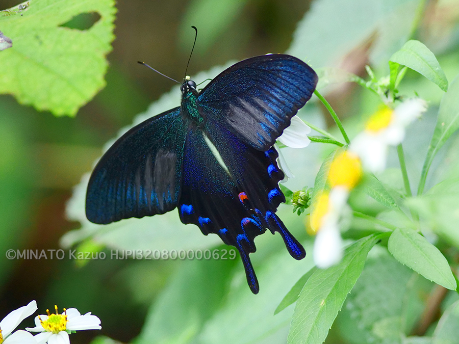 オキナワカラスアゲハ