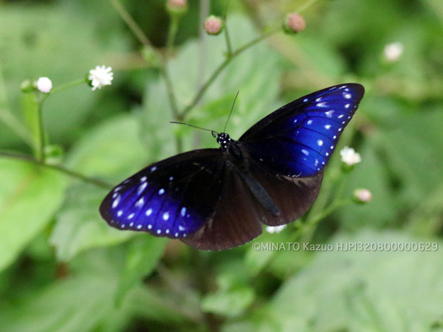 ツマムラサキマダラ雄