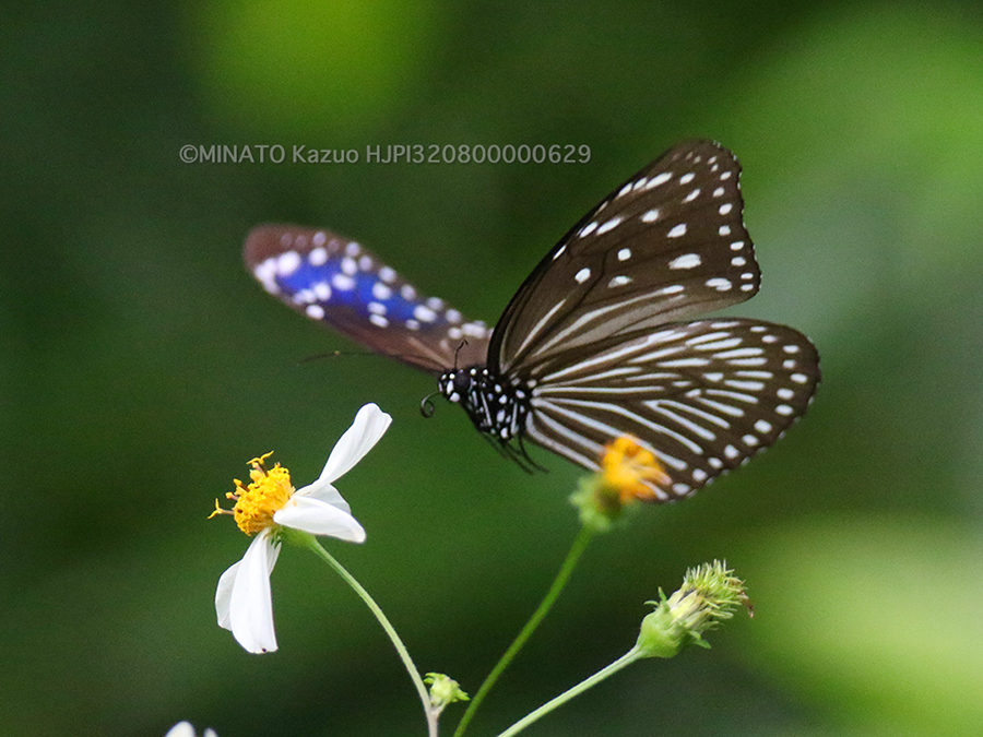 ツマムラサキマダラ雌