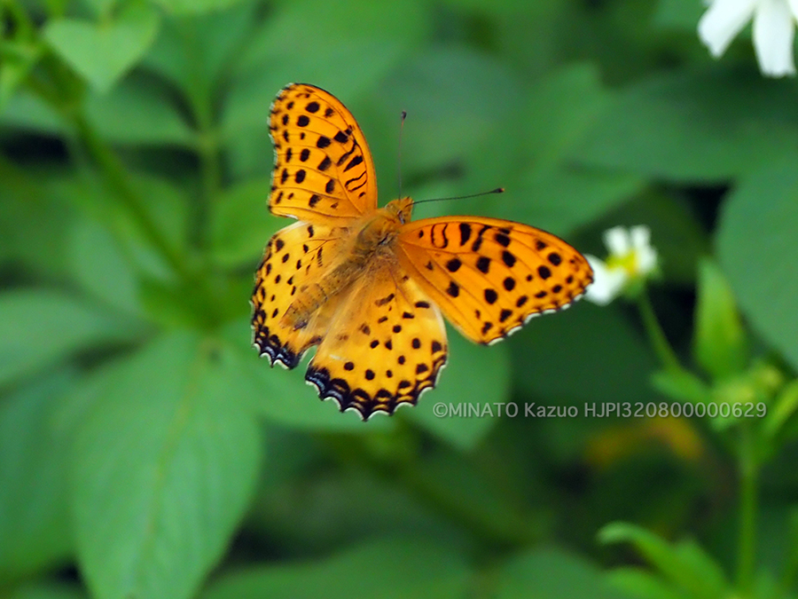 ツマグロヒョウモン雄