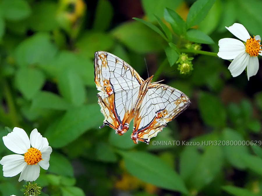イシガケチョウ