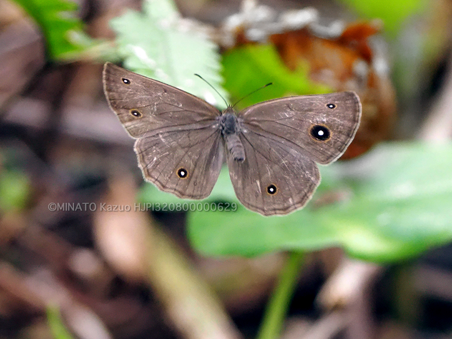 リュウキュウヒメジャノメ