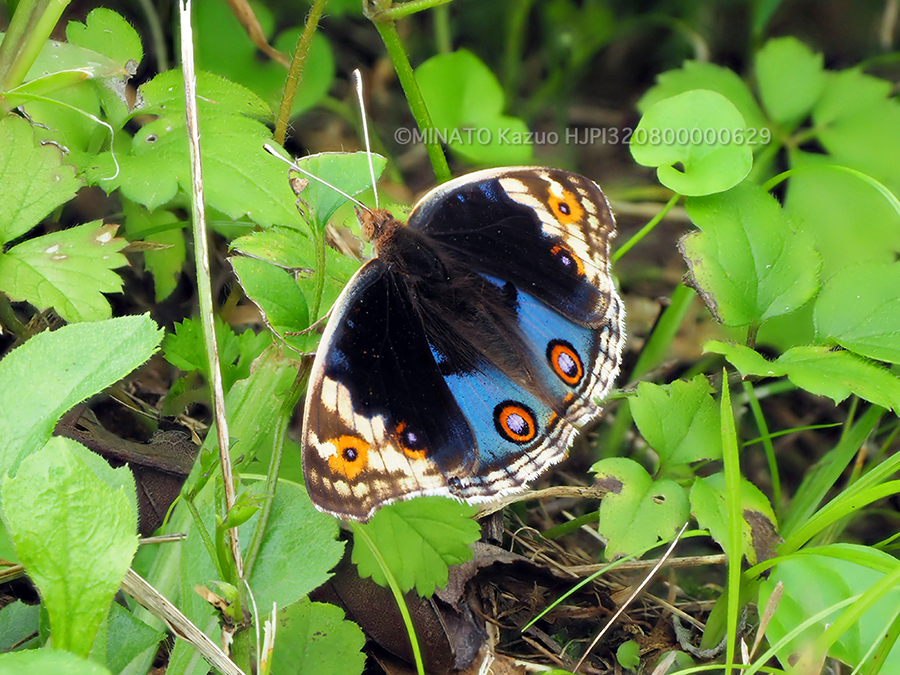 アオタテハモドキ雄