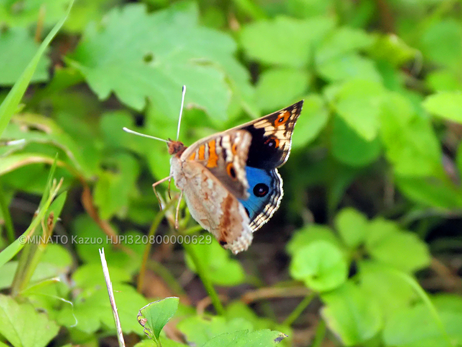 アオタテハモドキ雄