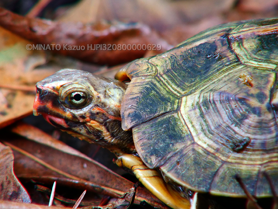 リュウキュウヤマガメ