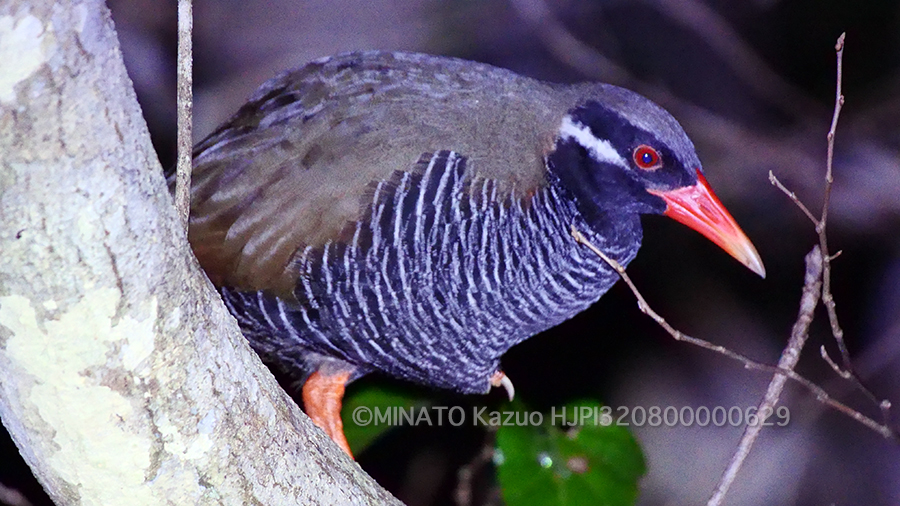 ヤンバルクイナ