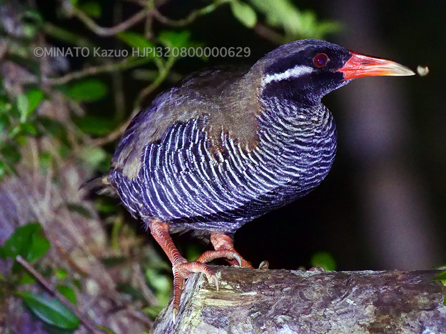 ヤンバルクイナ