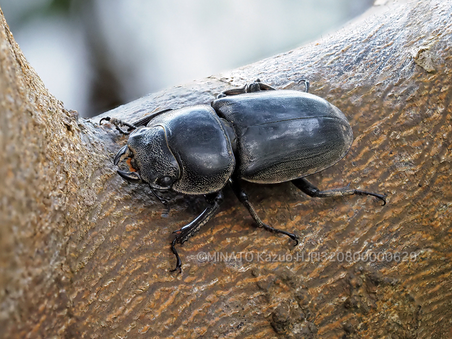 オキナワヒラタクワガタ雌