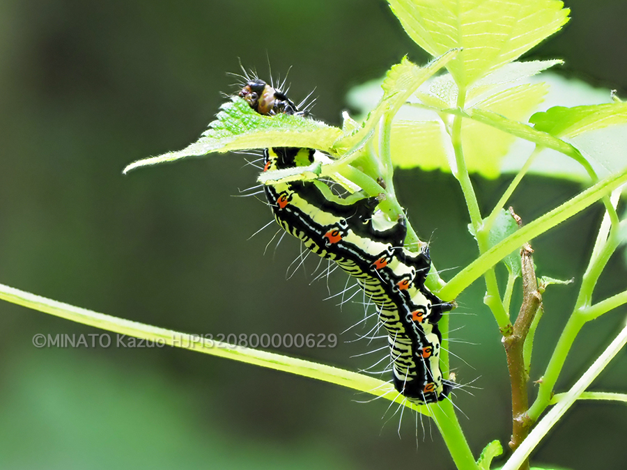 フクラスズメ幼虫