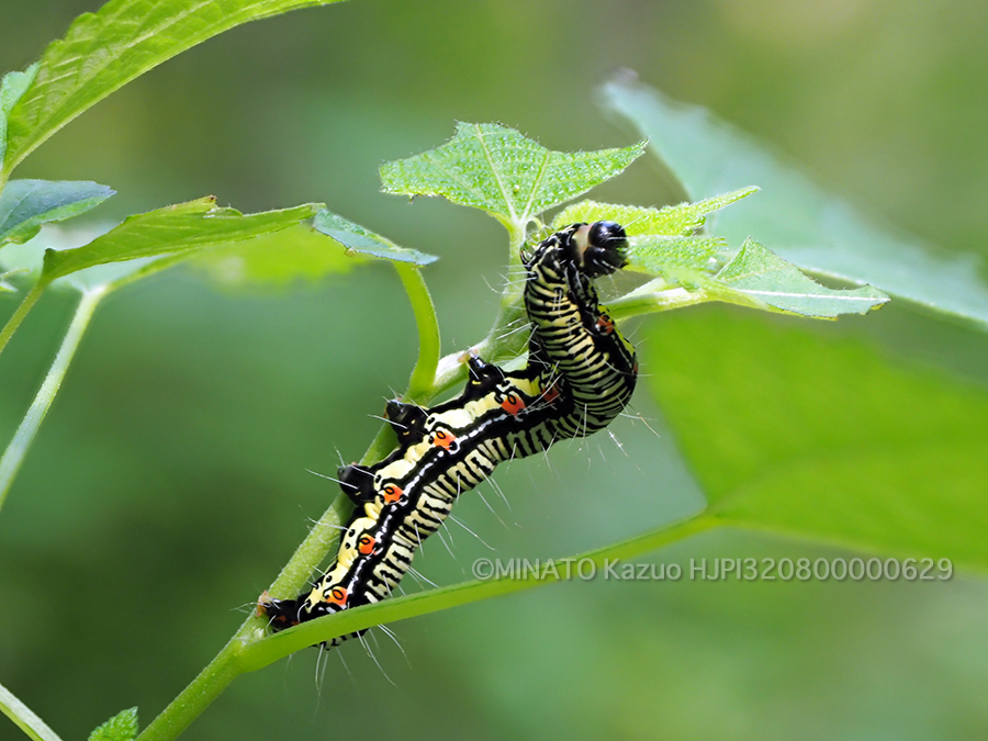 フクラスズメ幼虫