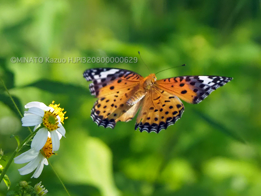 ツマグロヒョウモン雌