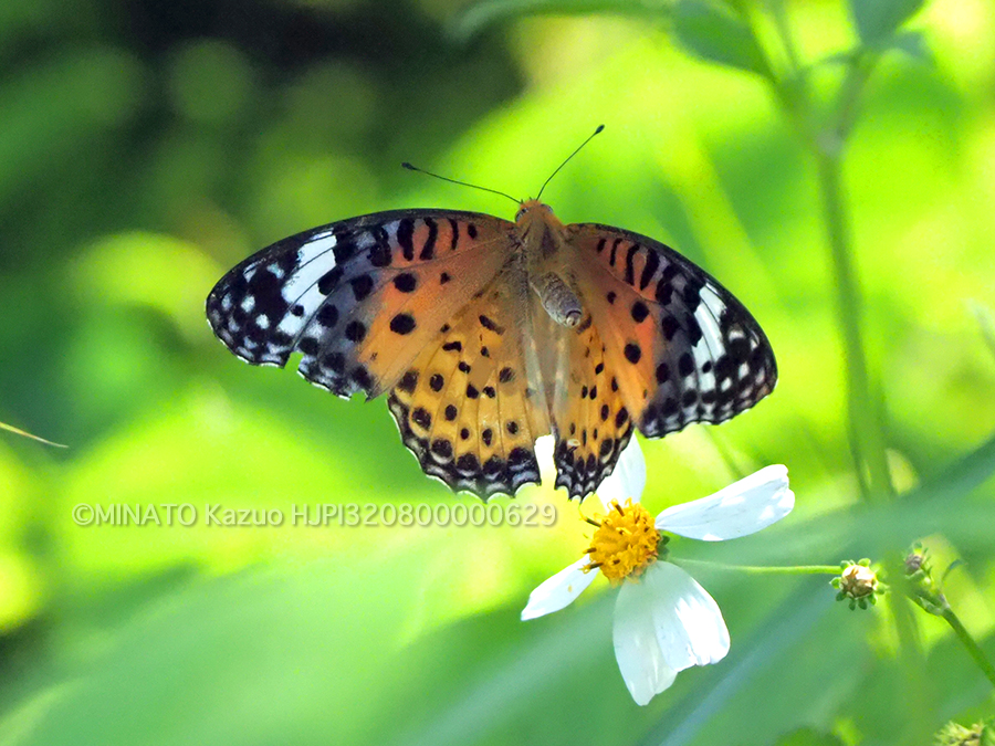 ツマグロヒョウモン雌