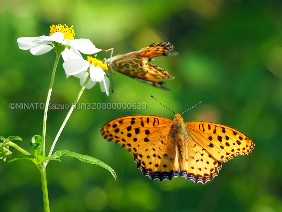 ツマグロヒョウモン雄