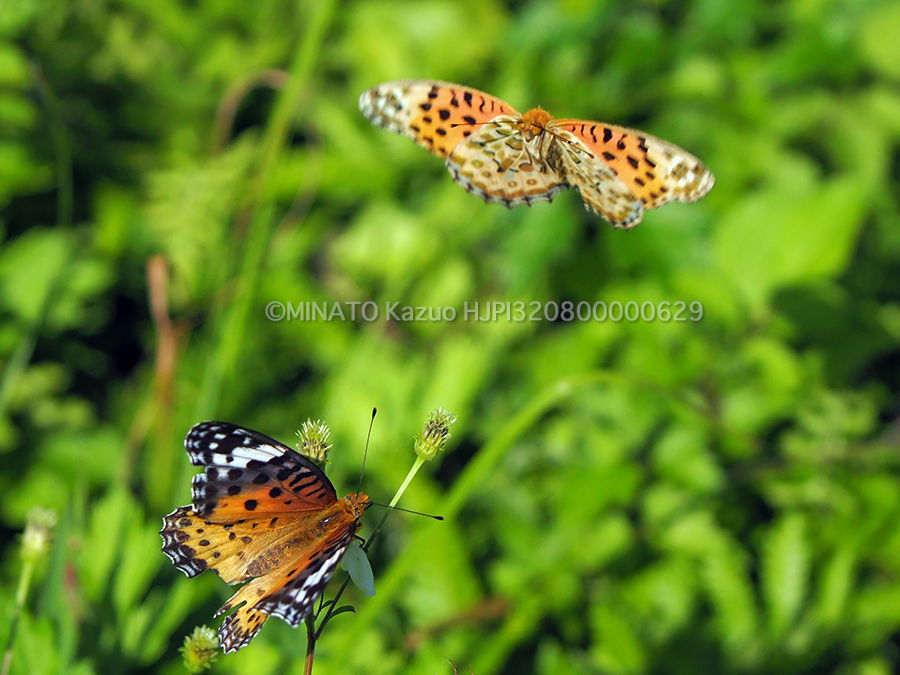 ツマグロヒョウモン雄（上）