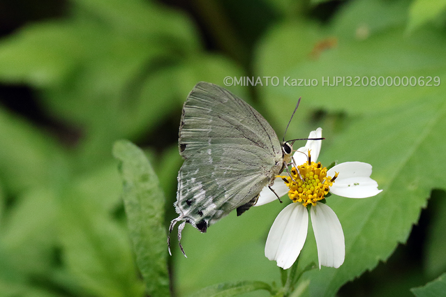 イワカワシジミ