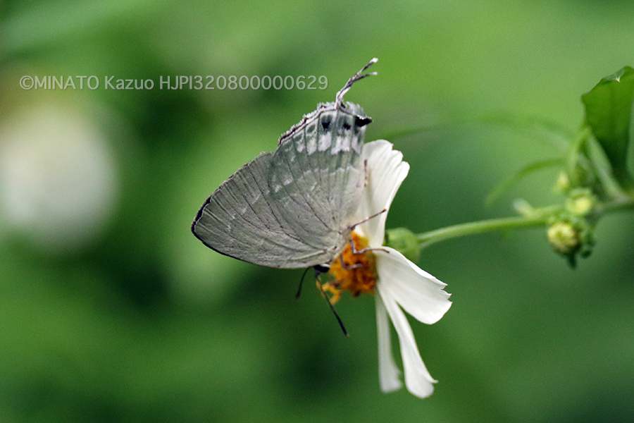 イワカワシジミ
