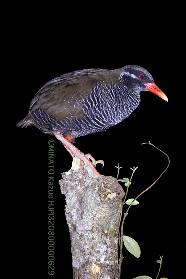 ヤンバルクイナ