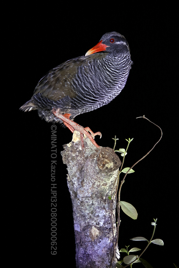 ヤンバルクイナ