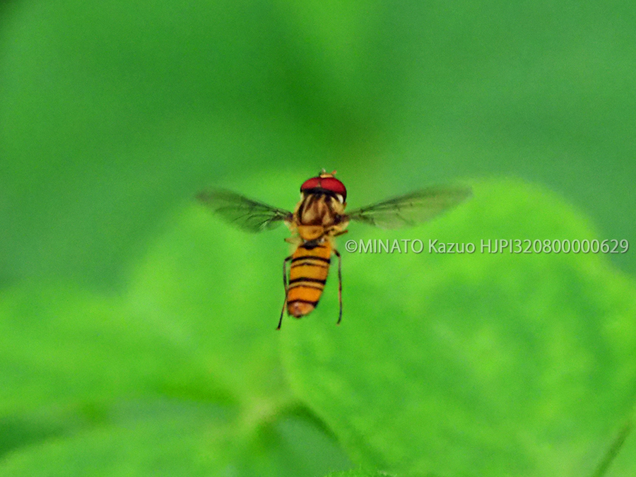 ホソヒラタアブ