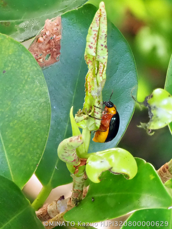 オキナワイチモンジハムシ