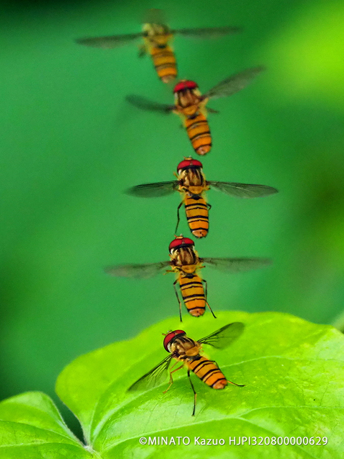 ホソヒラタアブ