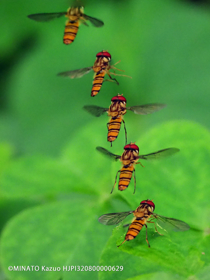 ホソヒラタアブ