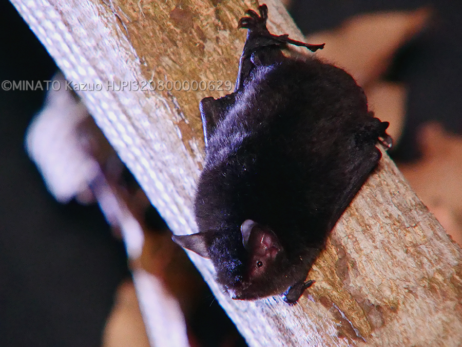 ヤンバルホオヒゲコウモリ