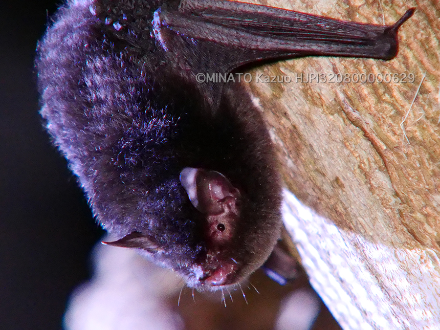 ヤンバルホオヒゲコウモリ