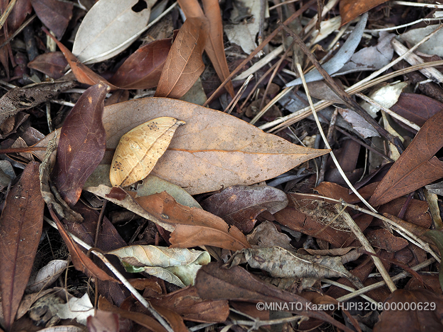 オオギンモンカギバ