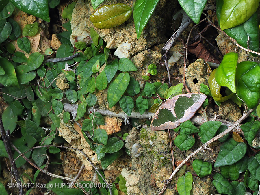 リョクモンエダシャク