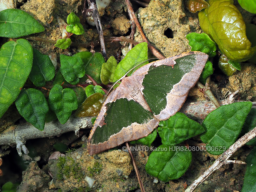 リョクモンエダシャク
