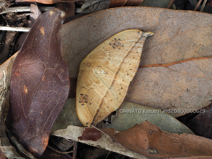 オオギンモカギバ