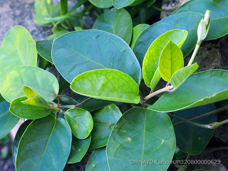 ツルモウリンカ