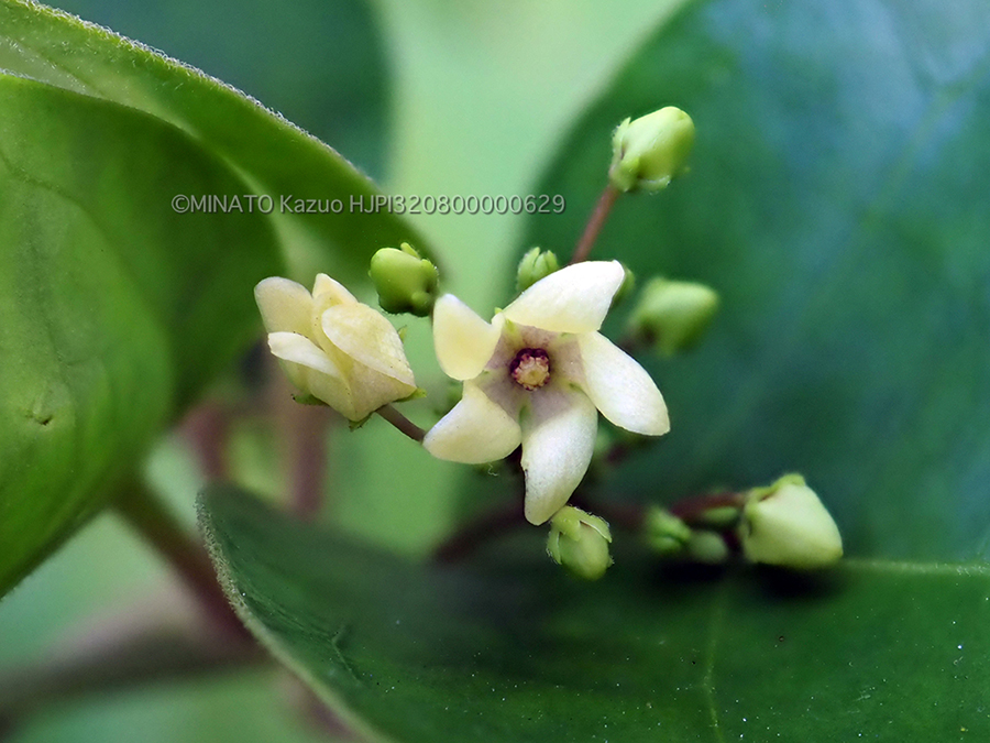 ツルモウリンカ