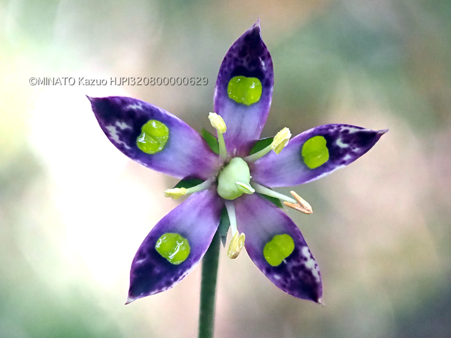 ヘツカリンドウ