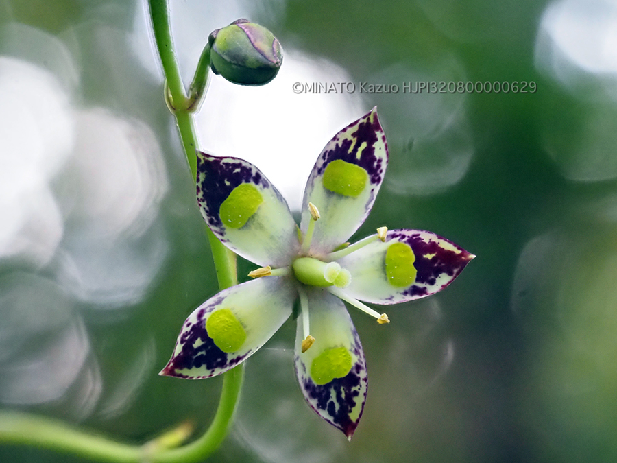 ヘツカリンドウ