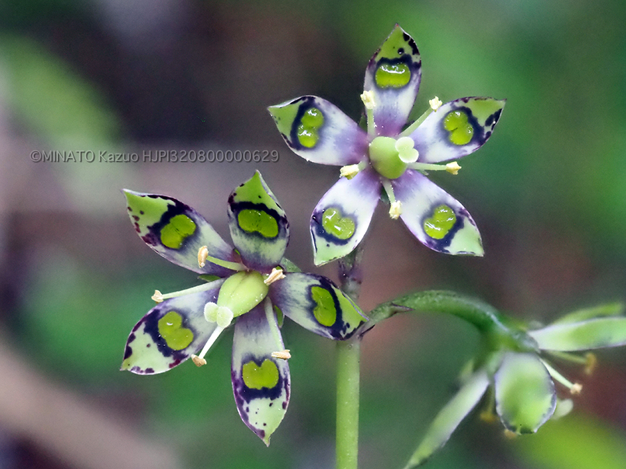 ヘツカリンドウ